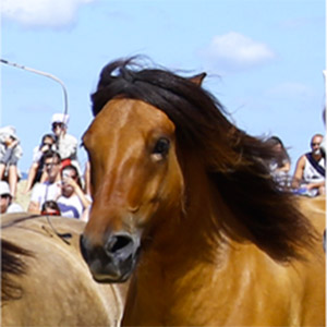xenor